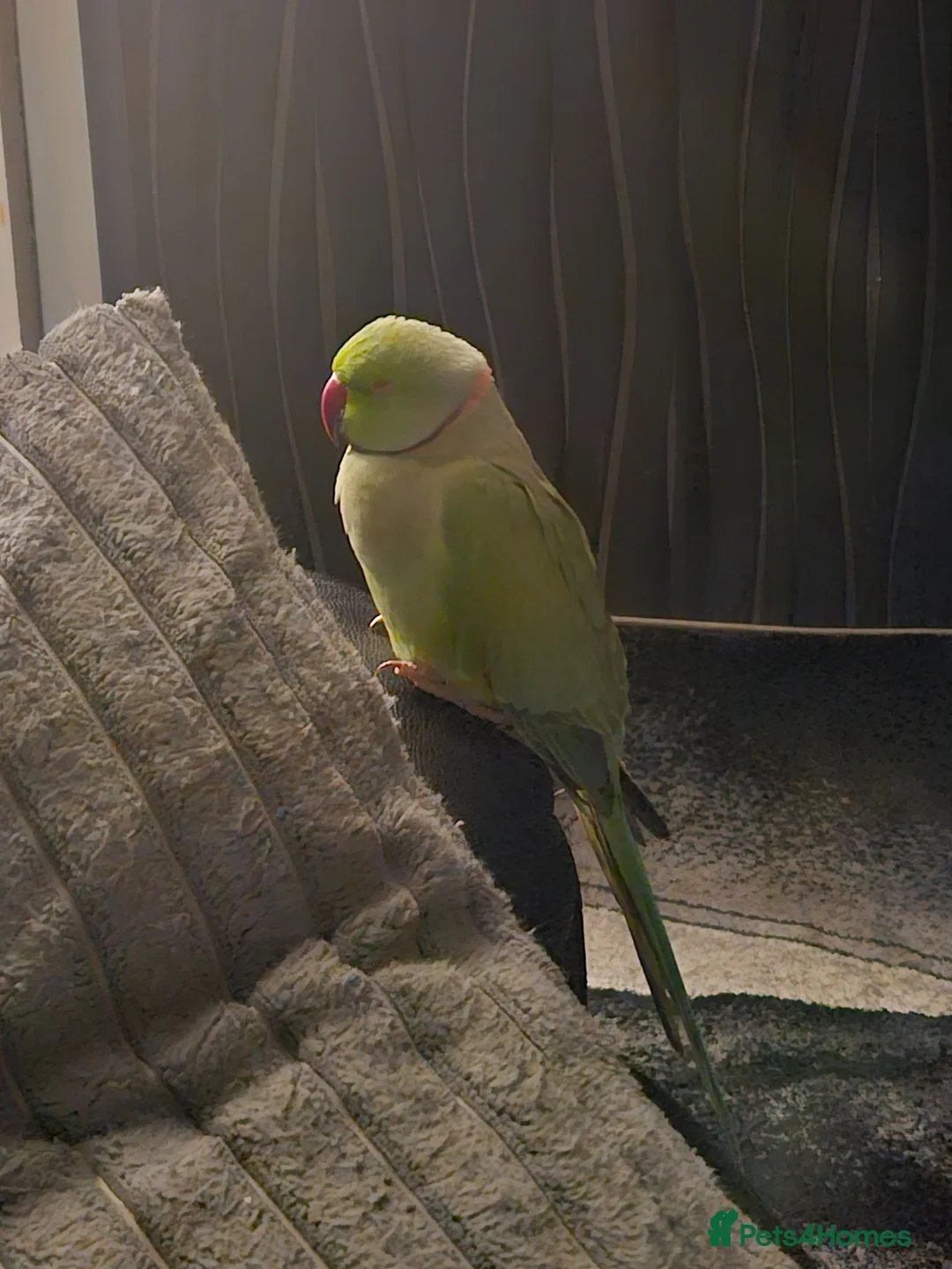 Parakeets birds for sale: Pair of Indian ringneck parrakeets in Sheffield - Advert 4