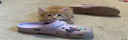 Maine Coon cats for sale: Beautiful Maine Coon Cross  - Advert 2