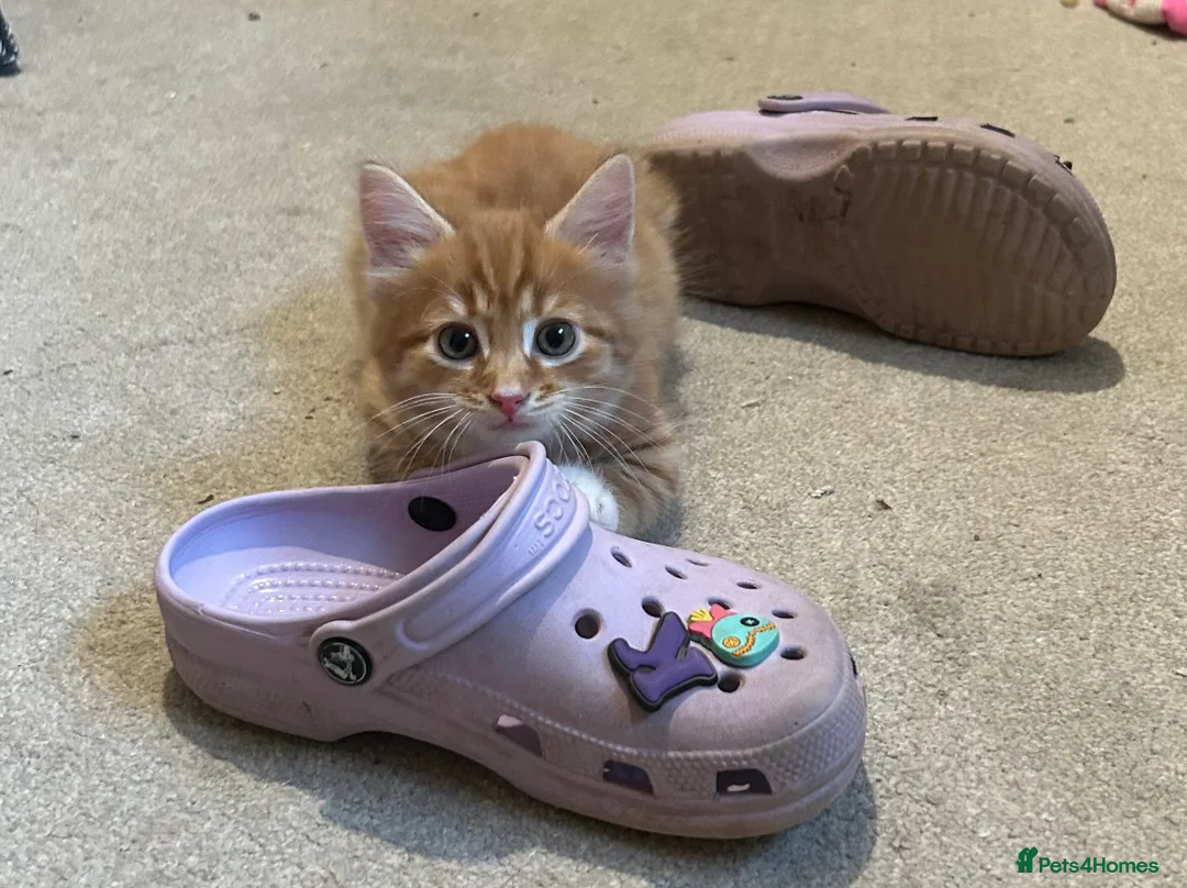 Maine Coon cats for sale: Beautiful Maine Coon Cross  - Advert 2