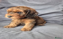 Cockapoo dogs for sale: F1b Cockapoo - ready this weekend - Image 3