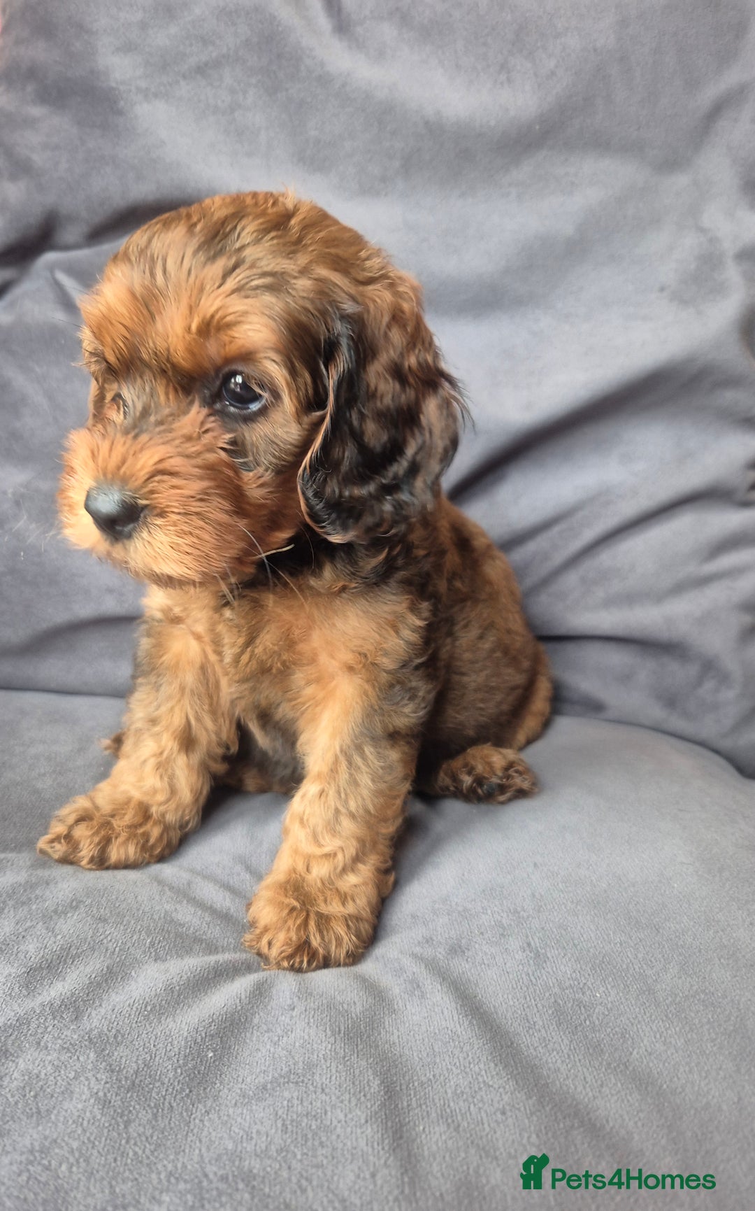 Cockapoo dogs for sale: F1b Cockapoo - ready this weekend - Image 3