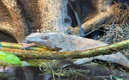 Chameleon reptiles for sale: Female Ambilobe panther chameleon and full set up - Image 3
