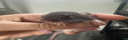 Rat rodents for sale: Baby dwarf rats for sale - Advert 4
