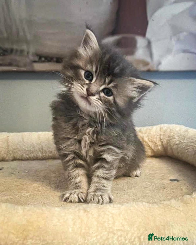 Maine Coon cats Gorgeous full breed Mainecoon kittens ready may 20 - Advert 2
