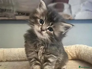 Maine Coon cats Gorgeous full breed Mainecoon kittens ready may 20 - Advert 11