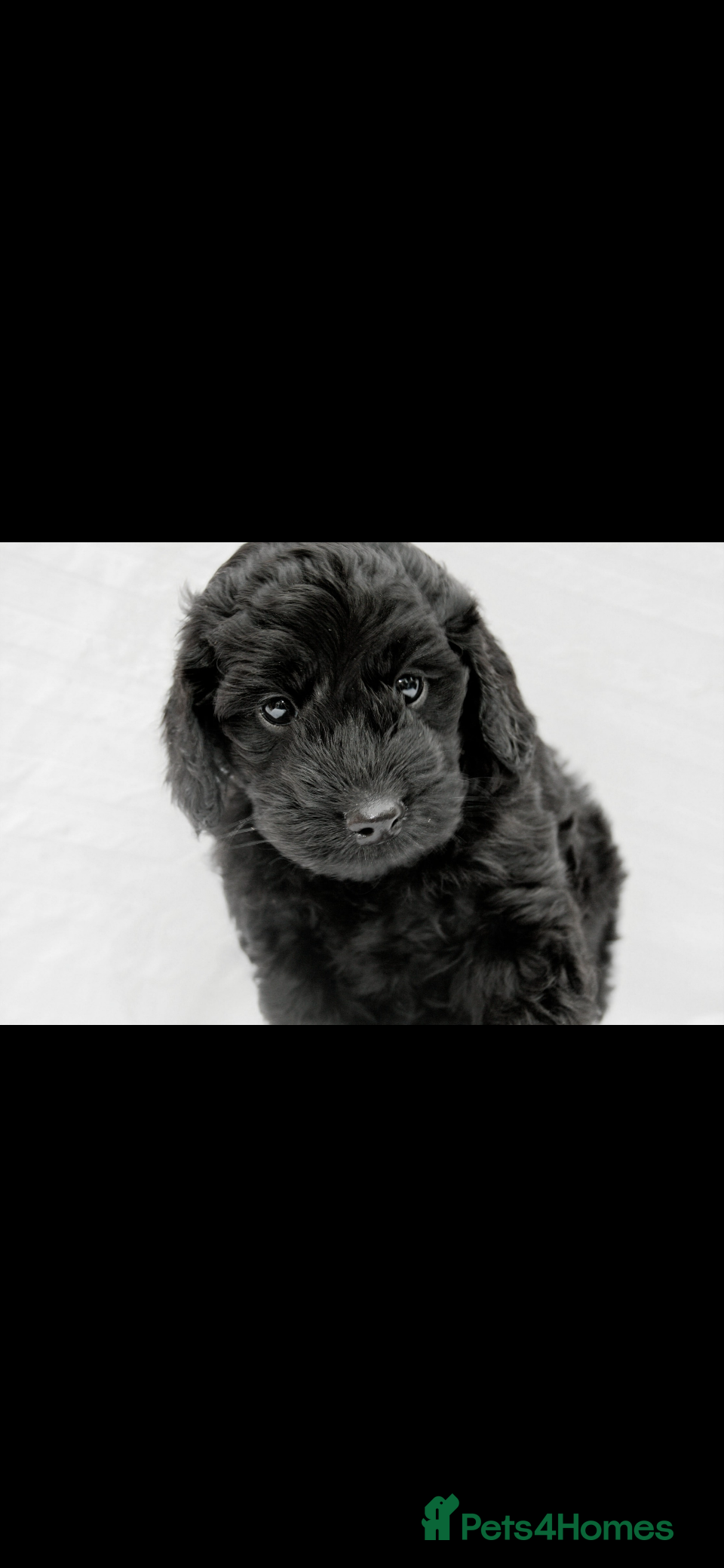 Cockapoo dogs F1B Mini Cockapoos - Advert 4