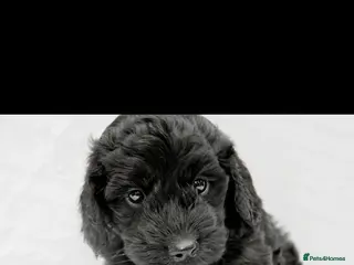 Cockapoo dogs F1B Mini Cockapoos - Advert 4