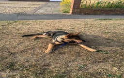 German Shepherd dogs for sale: Duke - German shepherd puppy  - Image 1