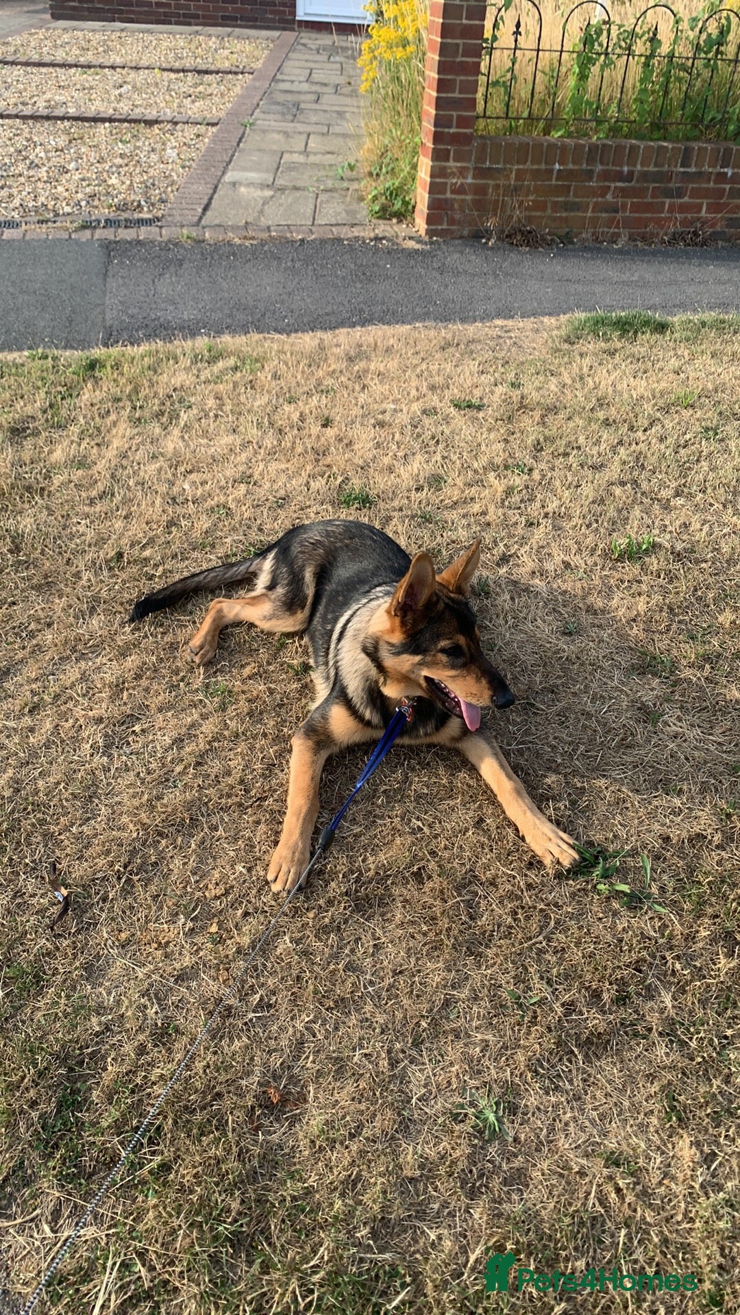 German Shepherd dogs for sale: Duke - German shepherd puppy  - Image 1