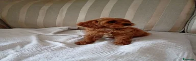Cavapoo 4