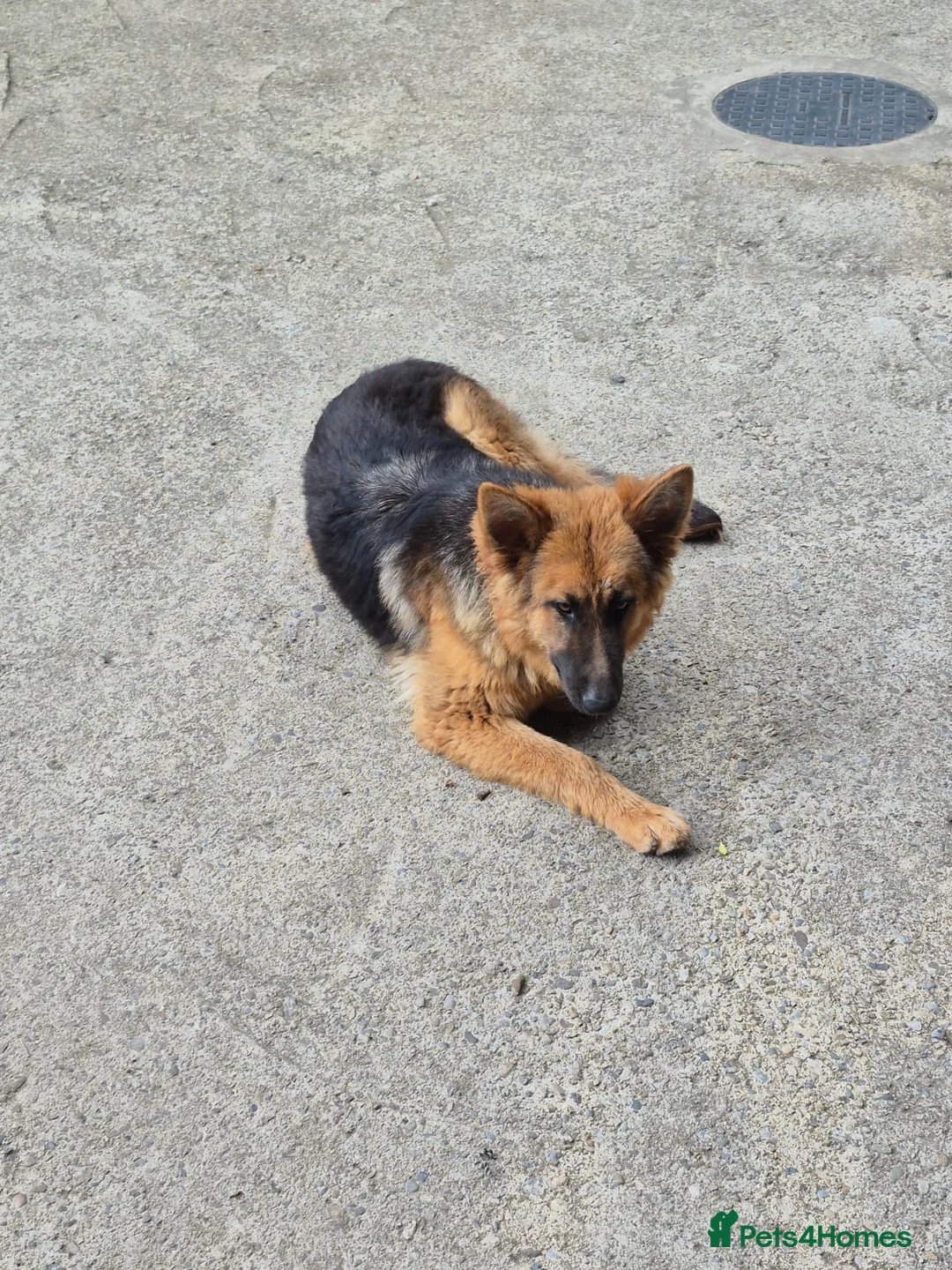 German Shepherd dogs for sale: Hunter  in Leeds - Advert 9
