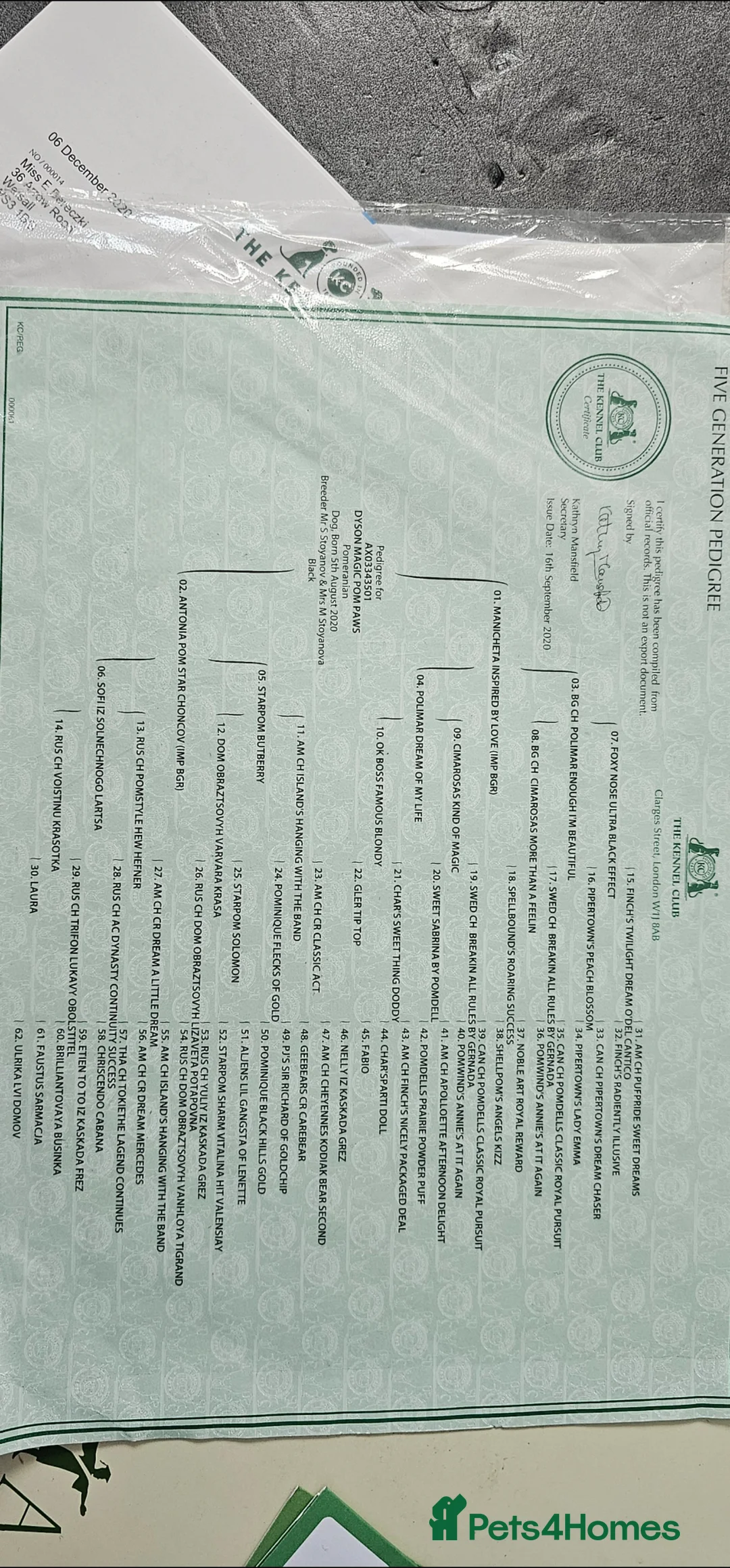 Pomeranian dogs for sale: Male Pedigree Pomeranian Dog - Advert 4