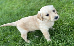 Golden Retriever dogs for sale: 7 kc golden retrievers left  - Image 8