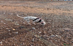 Dalmatian dogs for sale: Winter - Image 5