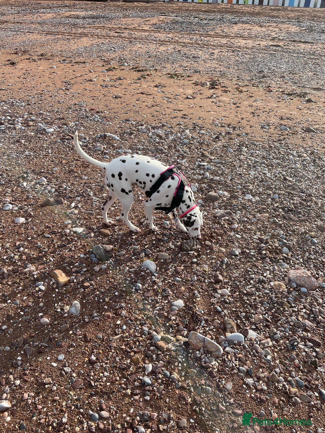 Dalmatian dogs for sale: Winter - Image 5