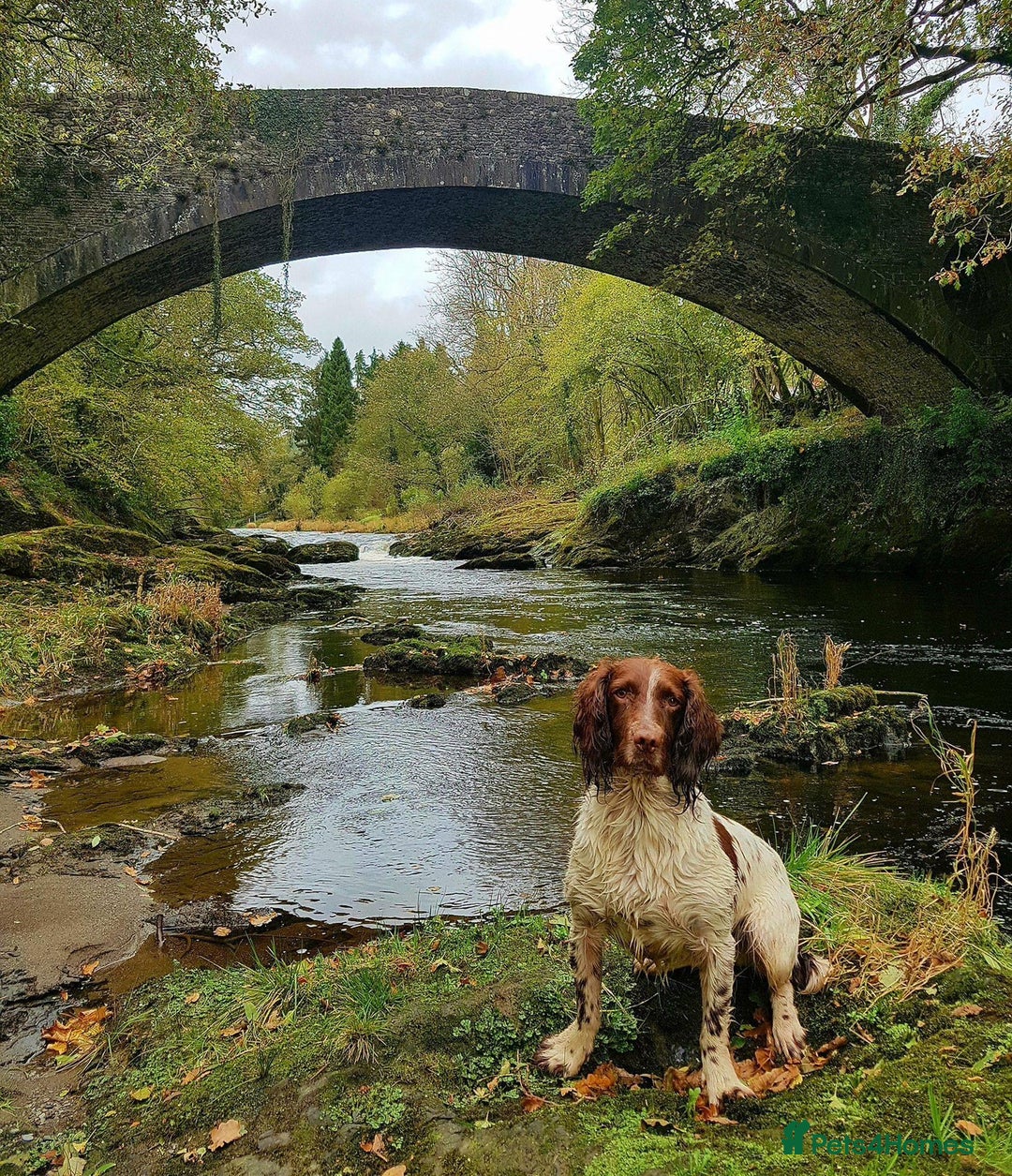 Sprocker dogs for sale: Chocolate Sprocker Spaniel Puppies - Advert 11