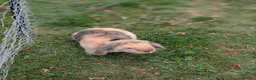 English Lop rabbits for sale: Male English lop  - Advert 4