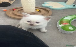 Ragdoll cats for sale: Radoll kittens, blue/lilac point - Image 3