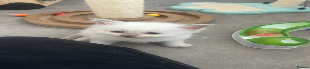 Ragdoll Kitten 2