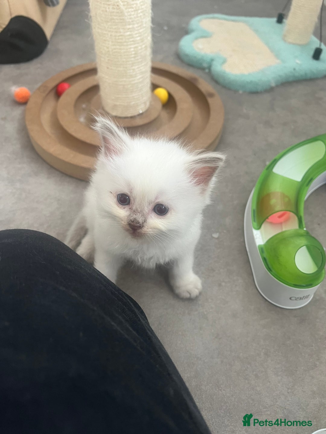 Ragdoll cats for sale: Radoll kittens, blue/lilac point - Image 3