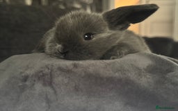 Mini Lop rabbits for sale: Extremely friendly mini lop babies for sale  - Image 18