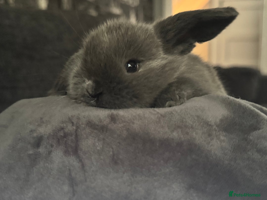 Mini Lop rabbits for sale: Extremely friendly mini lop babies for sale  - Image 18