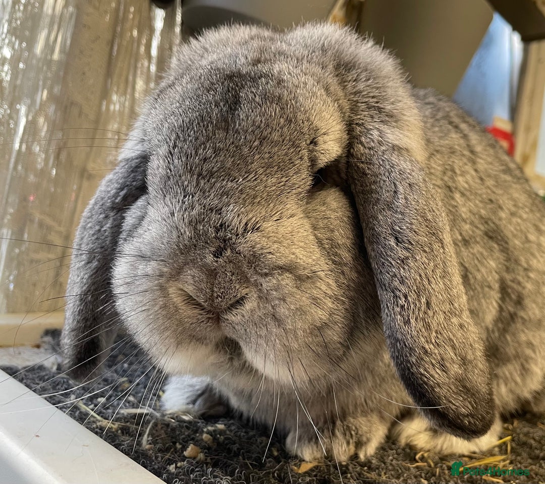 German Lop rabbits for sale: 4 x German lop babies (PET homes!) in Cramlington - Image 9