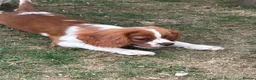 Cavalier King Charles Spaniel dogs for sale: Gorgeous chunky little puppies READY now - Advert 11