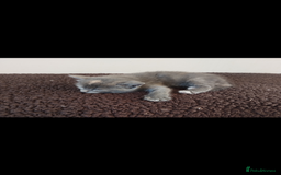Mixed Breed cats for sale: Beautiful kittens  - Image 4