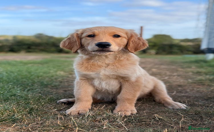 Golden Retriever dogs - Advert 4