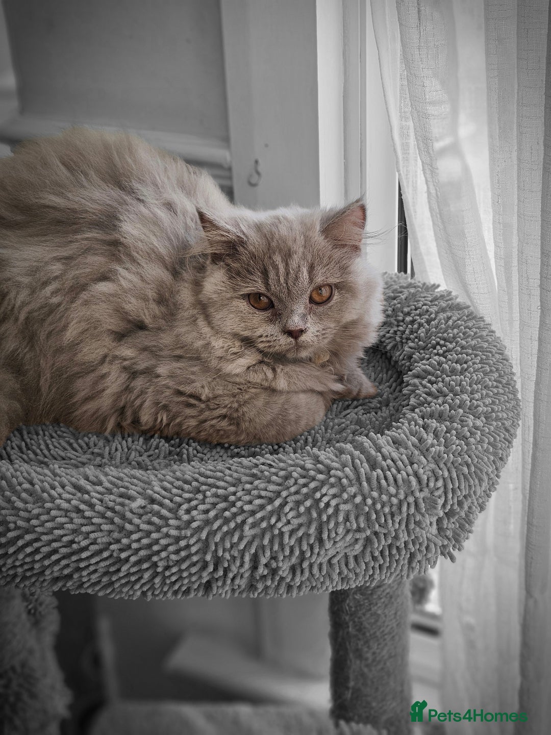 British Shorthair cats for sale: British shorthair and longhair  - Image 24