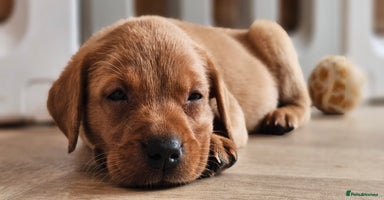 Labrador Retriever dogs - Advert 12