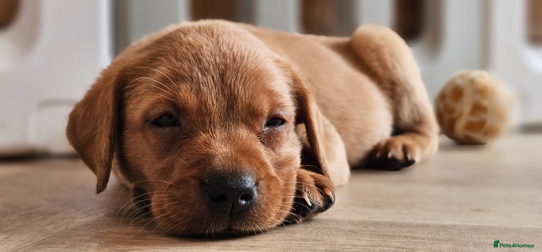 Labrador Retriever dogs for sale: ONLY 1 BEAUTIFUL KC FOX RED GIRL LAB AVAILABLE - Image 11
