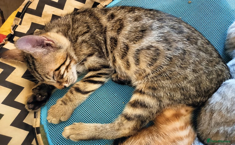 Bengal cats - Advert 1