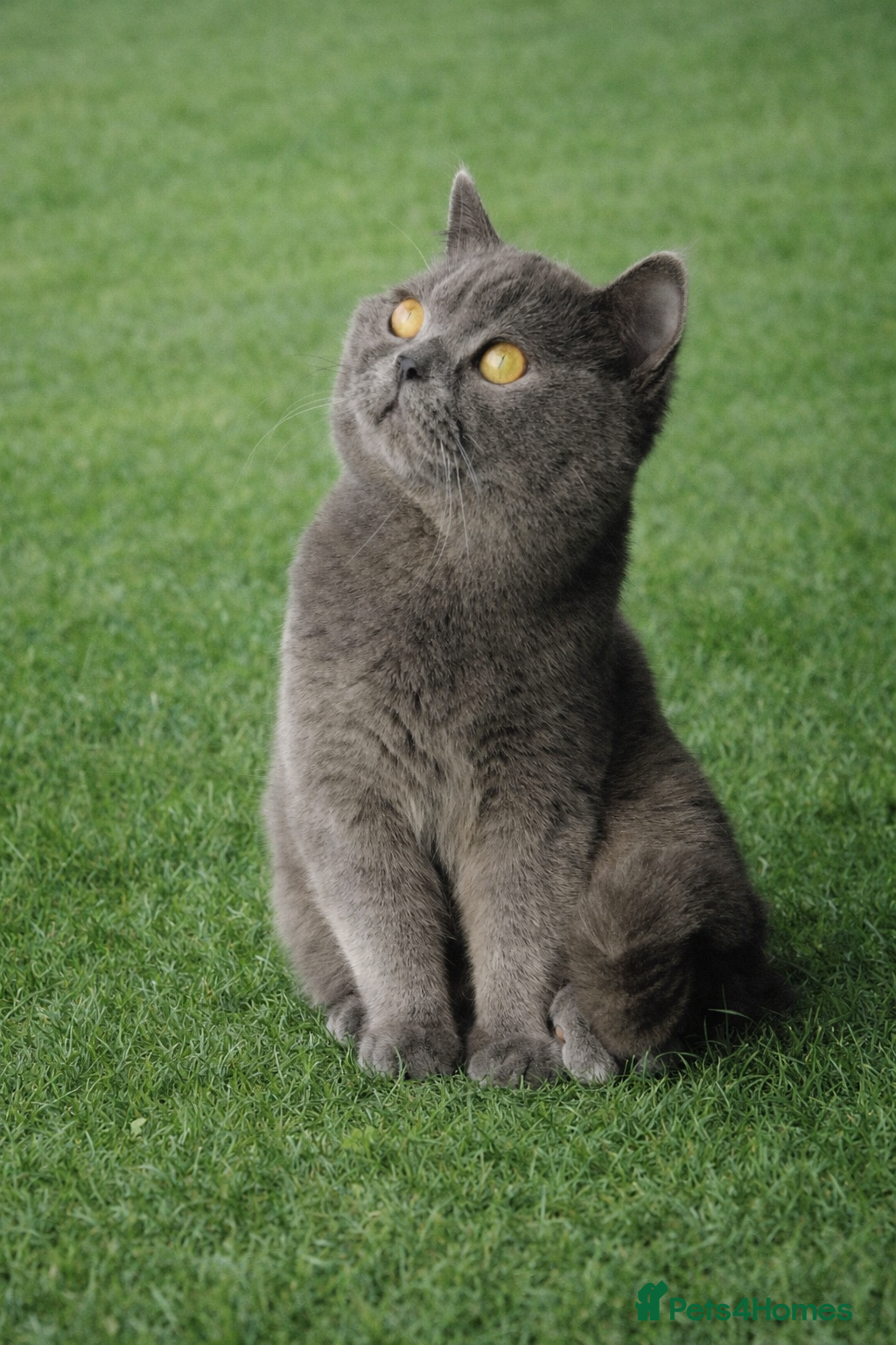 British Shorthair cats British Shorthair Stud  - Advert 10