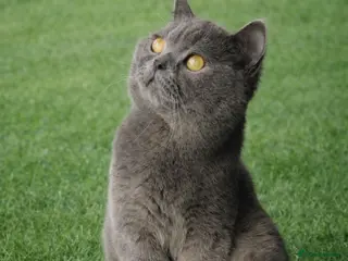 British Shorthair cats British Shorthair Stud - Advert 10