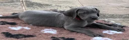 Great Dane dogs for sale: Blue & black puppies waiting for loving homes. in Worksop - Advert 9