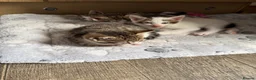 Mixed Breed cats for sale: 4 kittens for sale  in Wednesbury - Advert 2