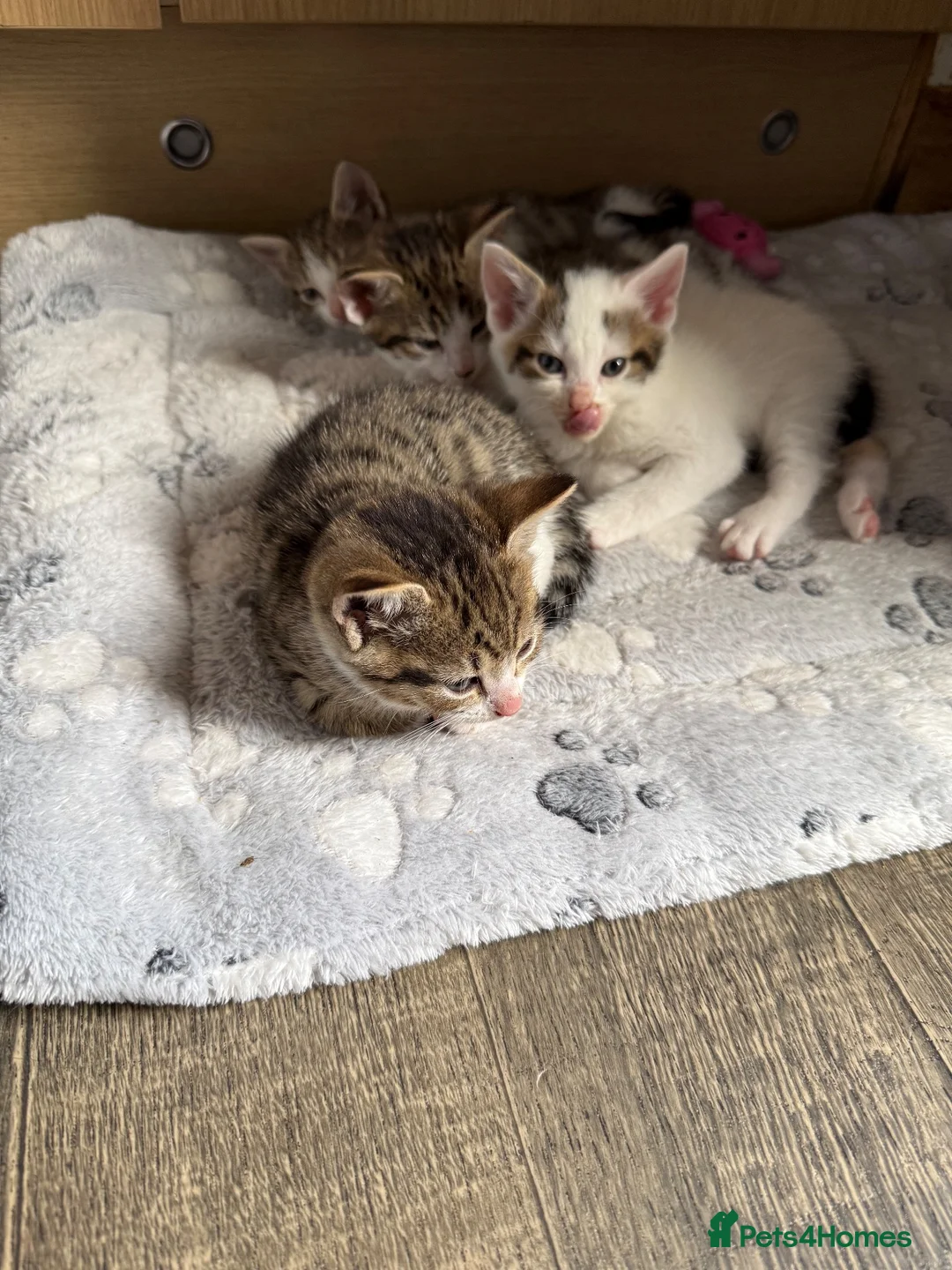 Mixed Breed cats for sale: 4 kittens for sale  in Wednesbury - Advert 2