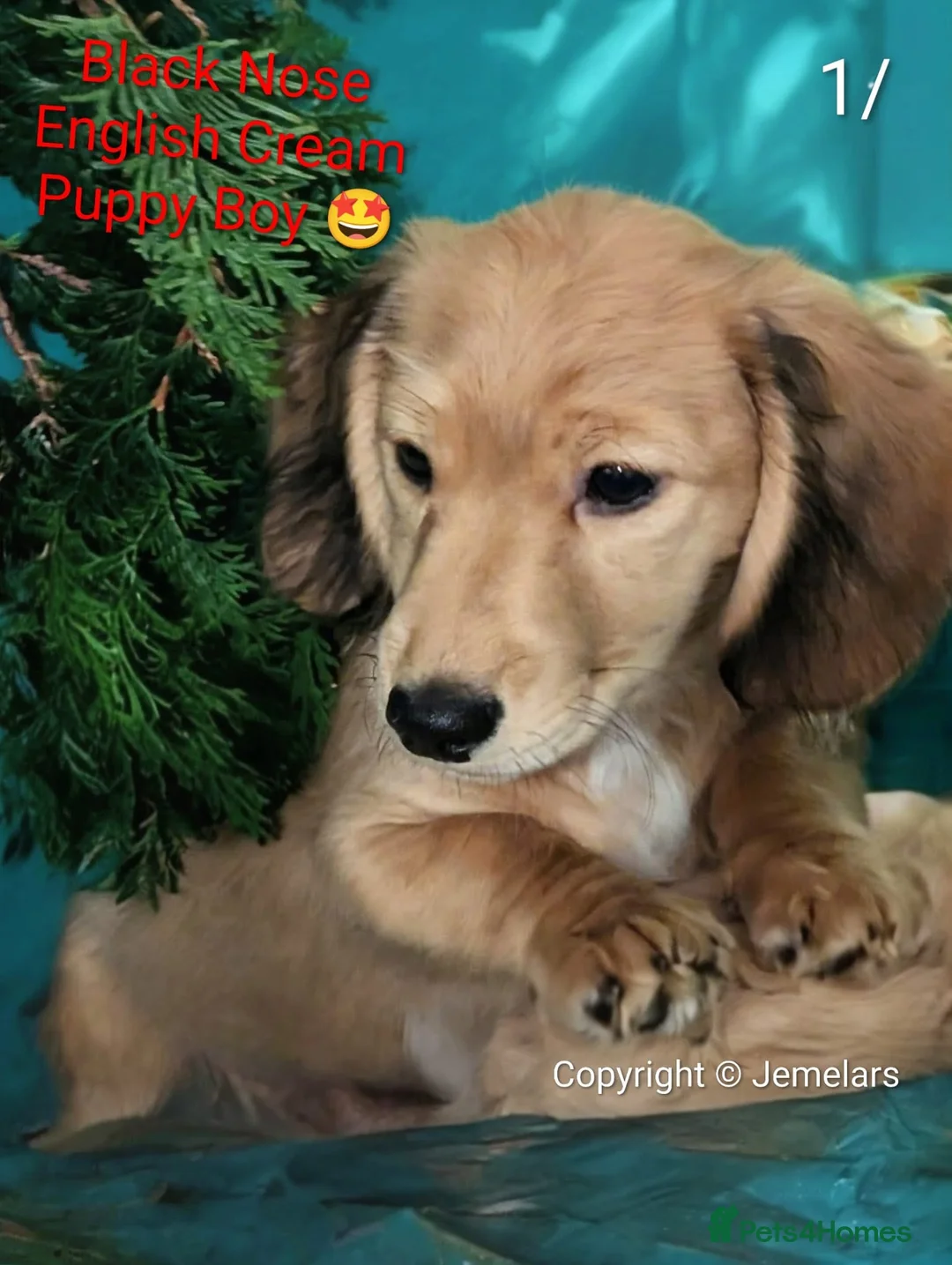 Miniature Dachshund dogs for sale: MINIATURE DACHSHUND ENGLISH CREAM LONG HAIR PUPPY  - Advert 1