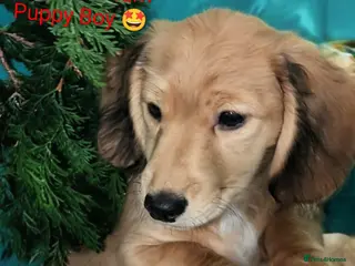 Miniature Dachshund dogs MINIATURE DACHSHUND ENGLISH CREAM LONG HAIR PUPPY - Advert 3