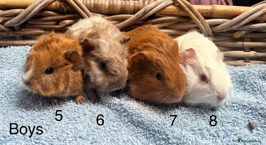Guinea Pig rodents for sale: Lovely baby guinea pigs for sale  - Advert 2