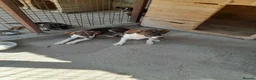 Mixed Breed dogs for adoption: Nemo, 9 months approx. Available for adoption. in Brixham - Advert 4