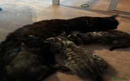 Mixed Breed cats for sale: Gorgeous, playful little kittens - Image 18