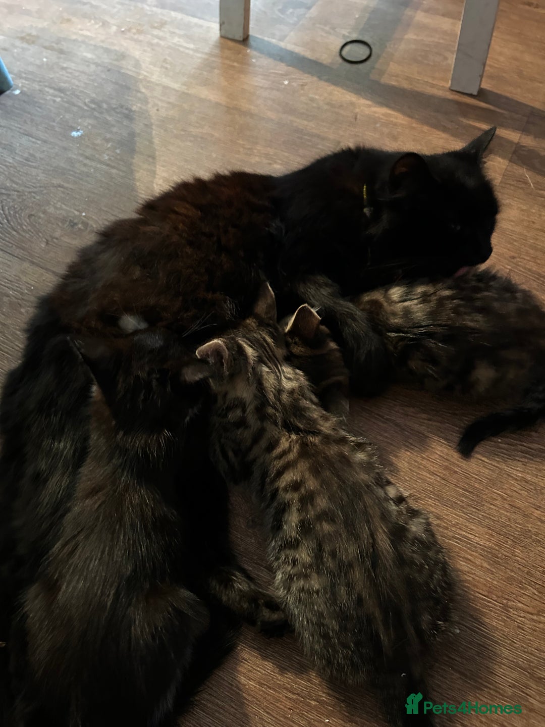 Mixed Breed cats for sale: Gorgeous, playful little kittens - Image 18