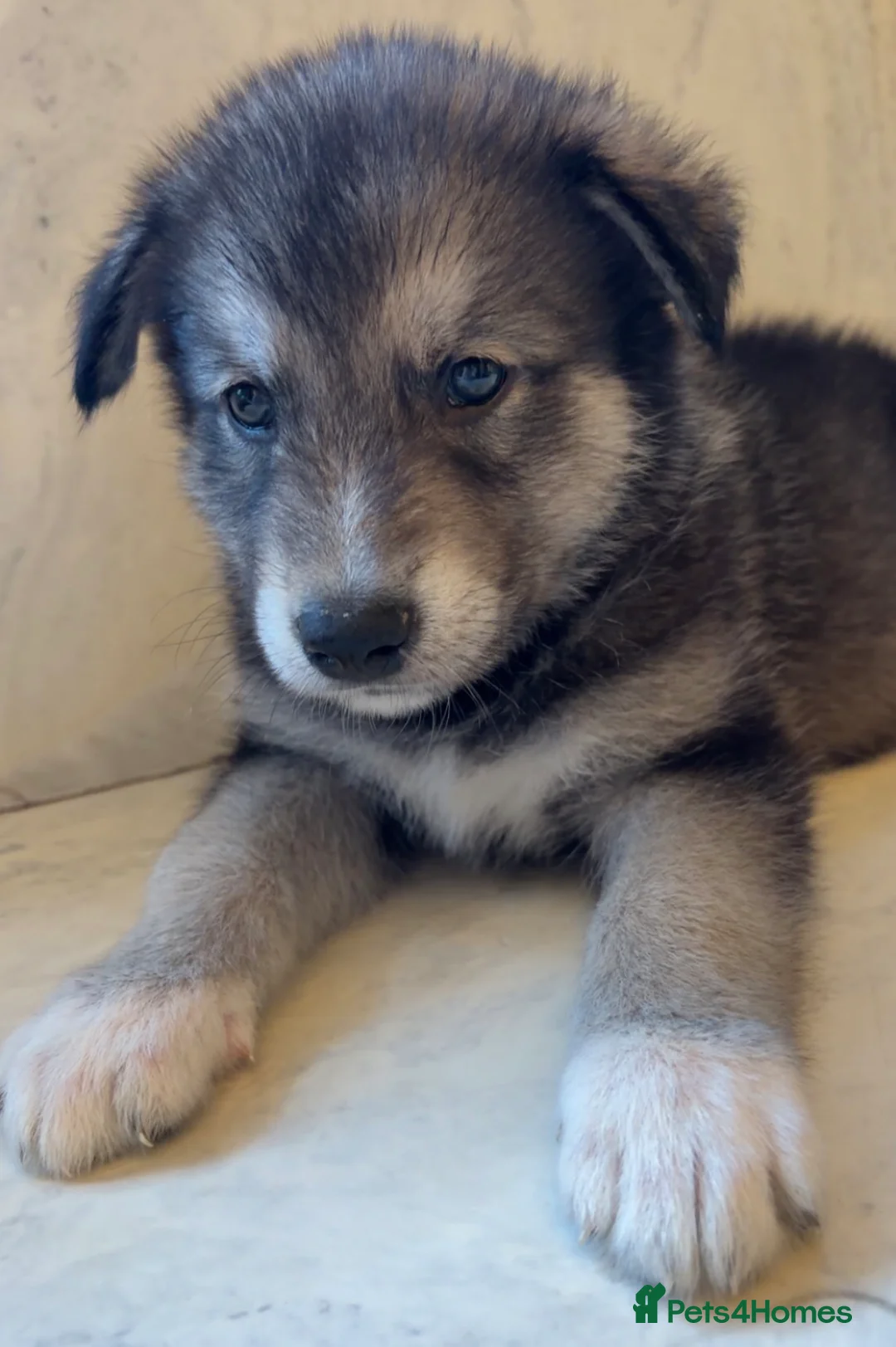 Shepsky dogs for sale: Northern innuit puppies - Advert 4