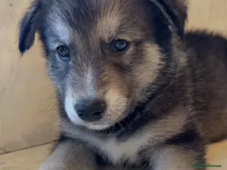 Shepsky dogs Northern innuit puppies - Advert 3