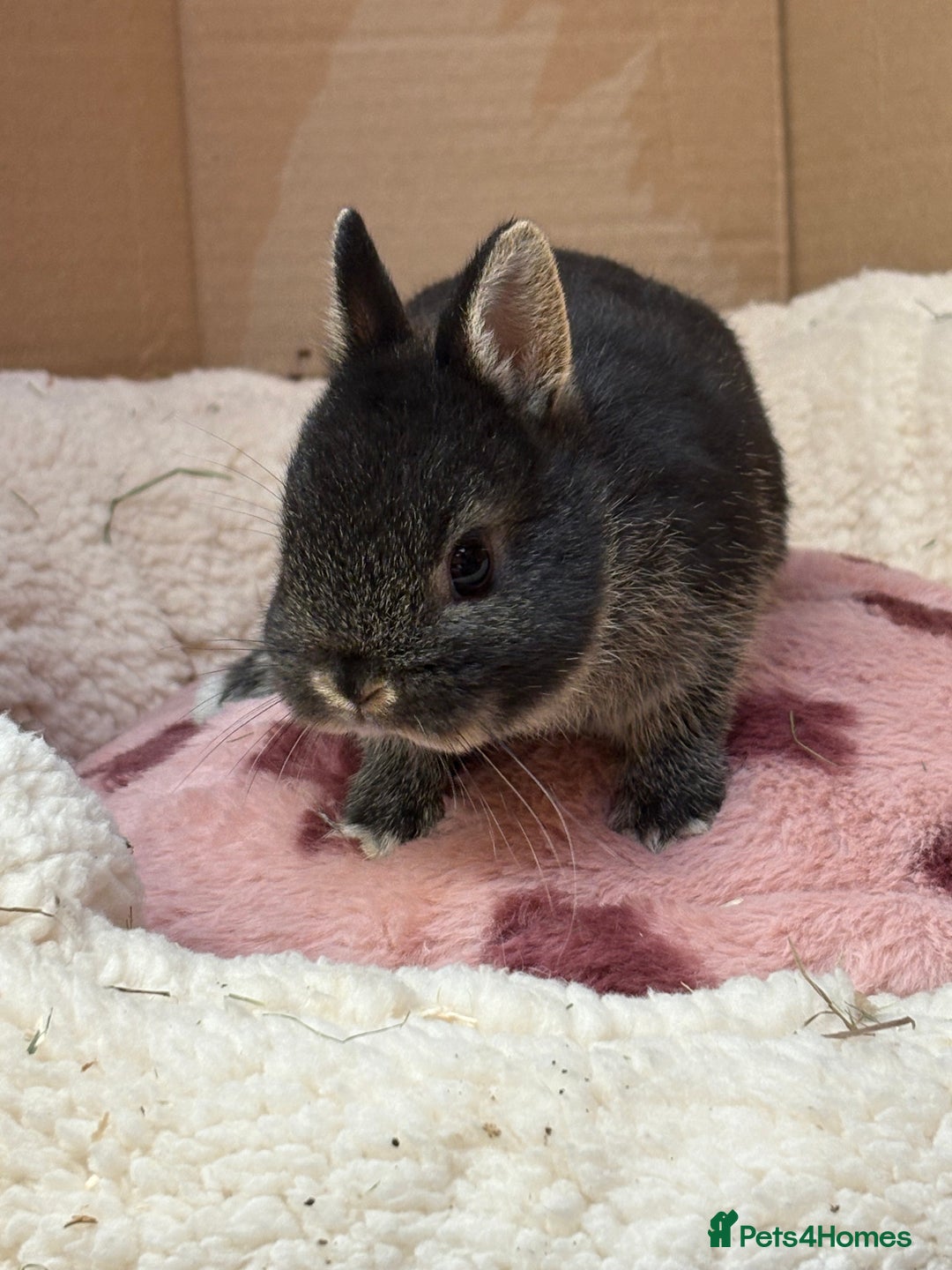 Netherland Dwarf rabbits for sale: Pure breed netherland dwarf (vaccinated)  - Advert 10
