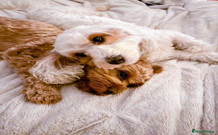 Mixed Breed dogs - Advert 2