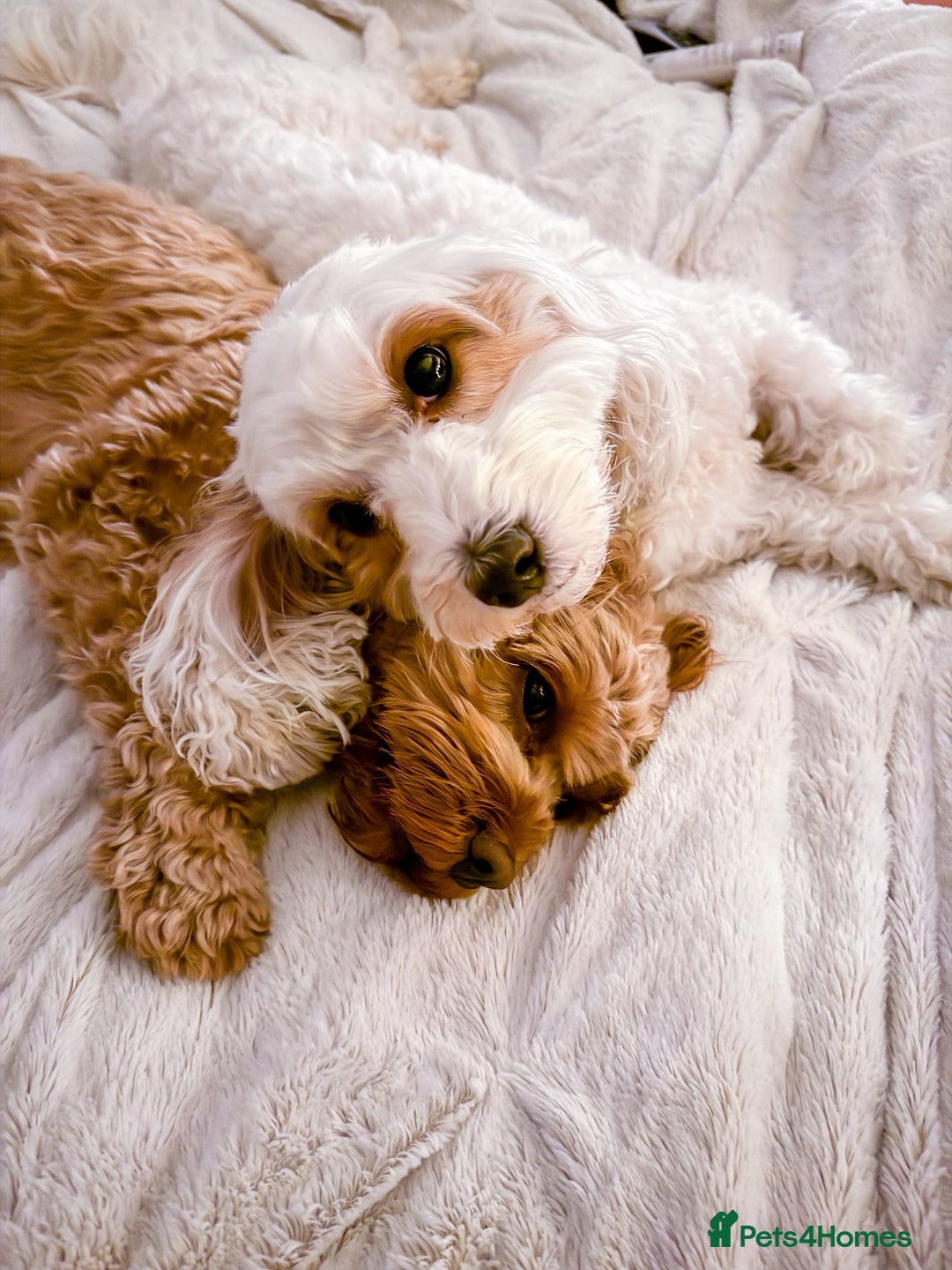 Mixed Breed dogs for sale: Cavapoochon Pups Wait List South Yorkshire - Image 1
